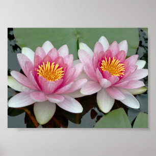 Poster de flutuação cor-de-rosa de Waterlily Lot