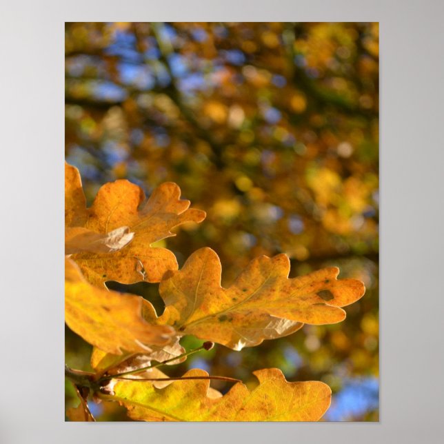 Poster de Folhas de Oak Amarelo (Frente)