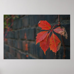 Poster de Folhas Vermelhas
