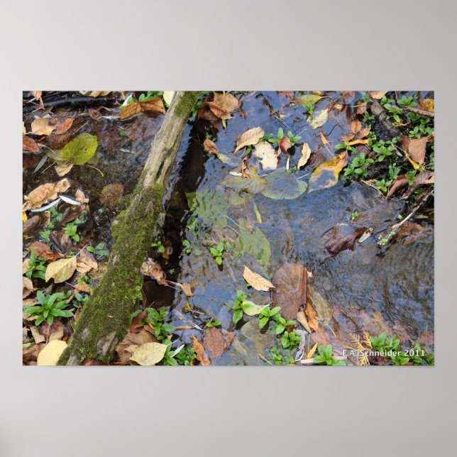 Poster de Forest Creek (Frente)