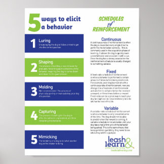 Poster de Formação de Cães