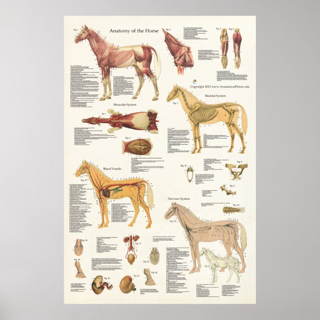 Poster de Formato Grande da Anatomia Equina Equina (Frente)