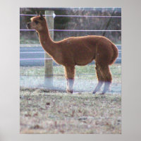Poster de Foto Alpaca