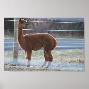 Poster de Foto Alpaca