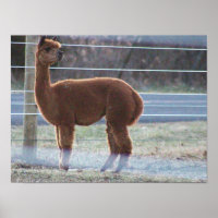 Poster de Foto Alpaca