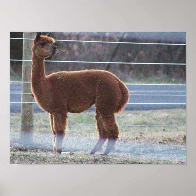 Poster de Foto Alpaca (Frente)