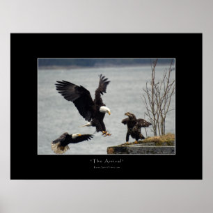 POSTER de Foto ANDANDO BALD EAGLE