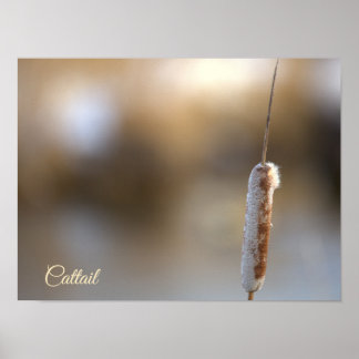 Poster de Foto da Planta de Taboa