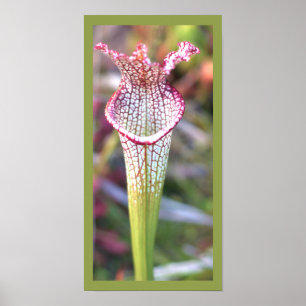 Poster de Foto da Planta White Pitcher