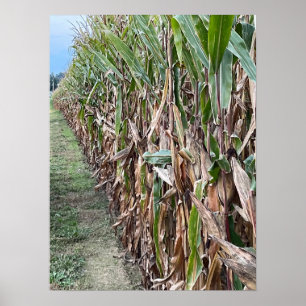 Poster de Foto de Campo de Corn