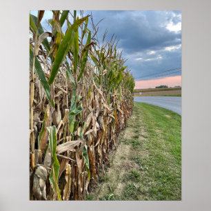 Poster de Foto de Campo de Corn