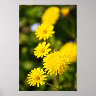 Poster de Foto de Flor Selvagem Amarelo