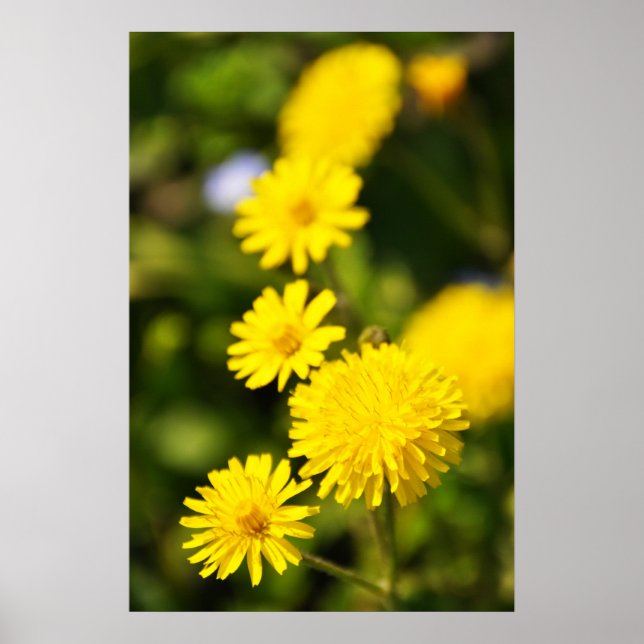 Poster de Foto de Flor Selvagem Amarelo (Frente)