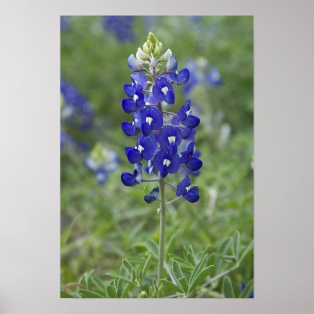 Poster de Foto de Flor Selvagem de Texas Bluebonne (Frente)
