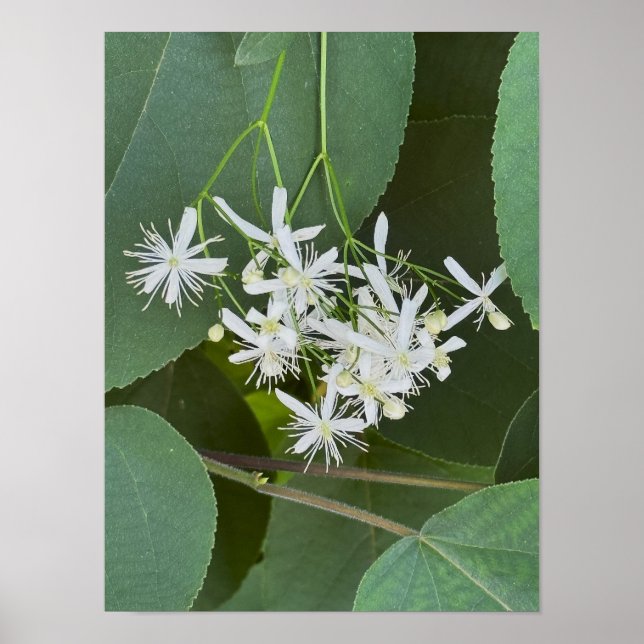 Poster de Foto de Flores Brancas (Frente)