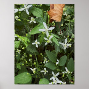 Poster de Foto de Flores Brancas