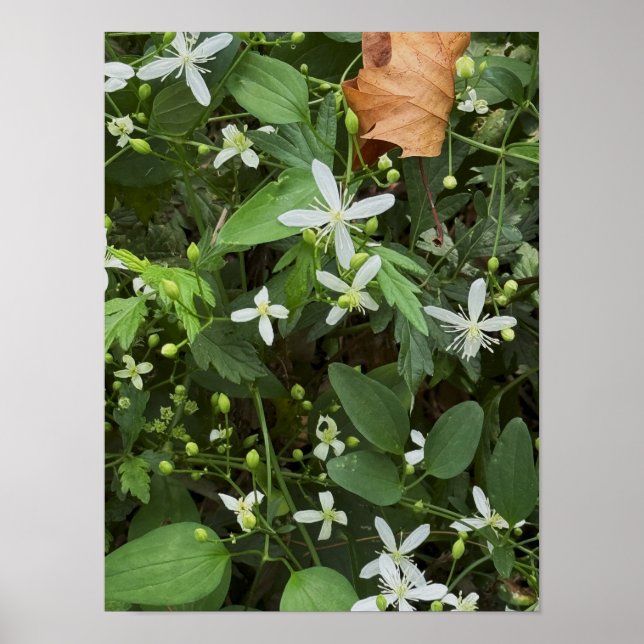 Poster de Foto de Flores Brancas (Frente)
