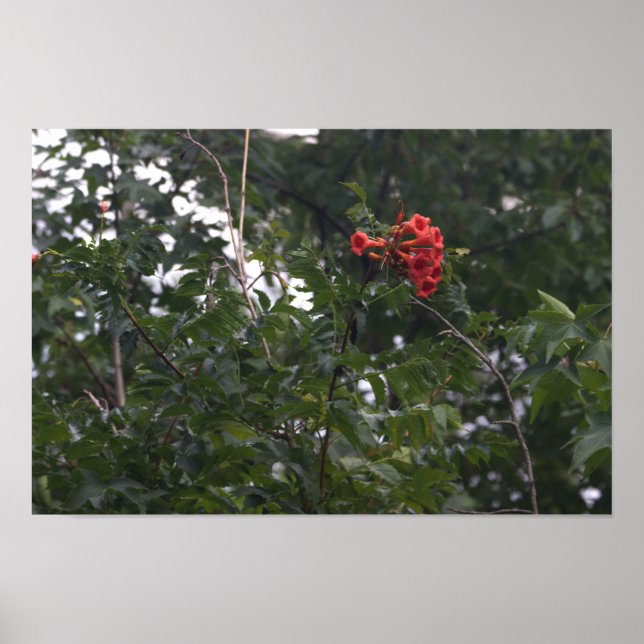 Poster de Foto de Flores Laranja (Frente)