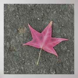 Poster de Foto de Folha Vermelha