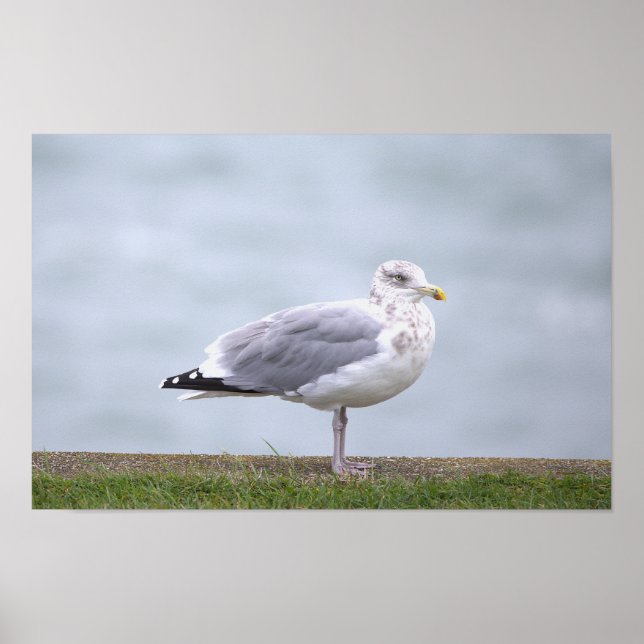 Poster de Foto de Gaivota (Frente)