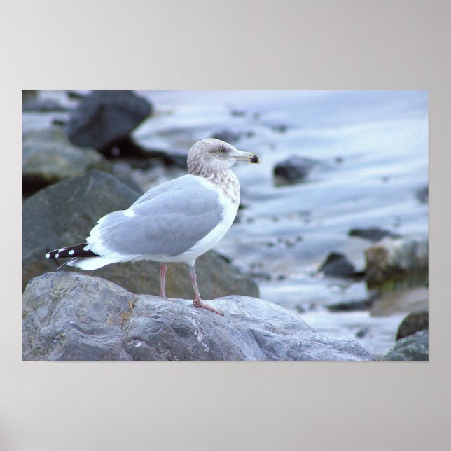 Poster de Foto de Gaivota  (Frente)