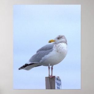 Poster de Foto de Gaivota