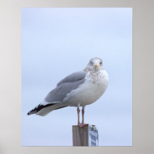Poster de Foto de Gaivota 