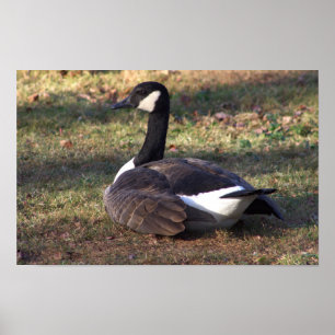Poster de Foto de Ganso do Canadá