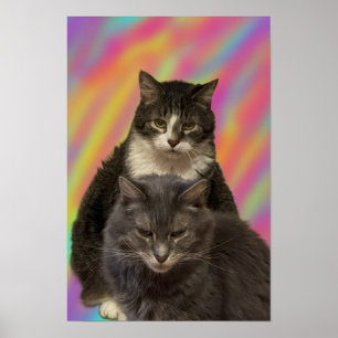 Poster de Foto de Gats