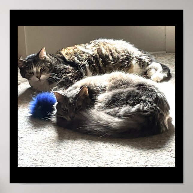 Poster de Foto de Gats (Frente)