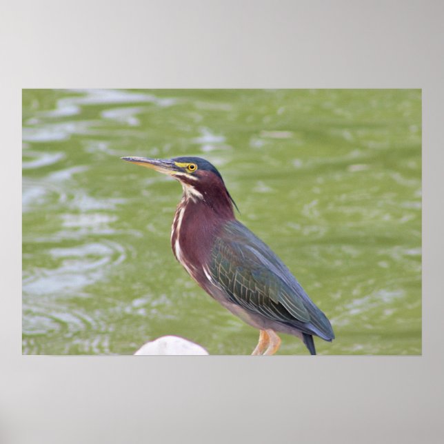 Poster de Foto de Pássaro Heron Verde (Frente)