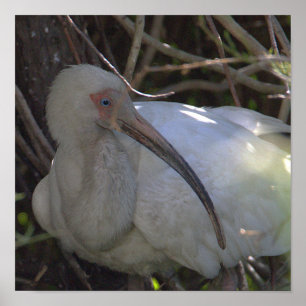 Poster de Foto de Pássaro Ibis Branco