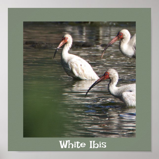 Poster de Foto de Pássaro Ibis Branco (Frente)