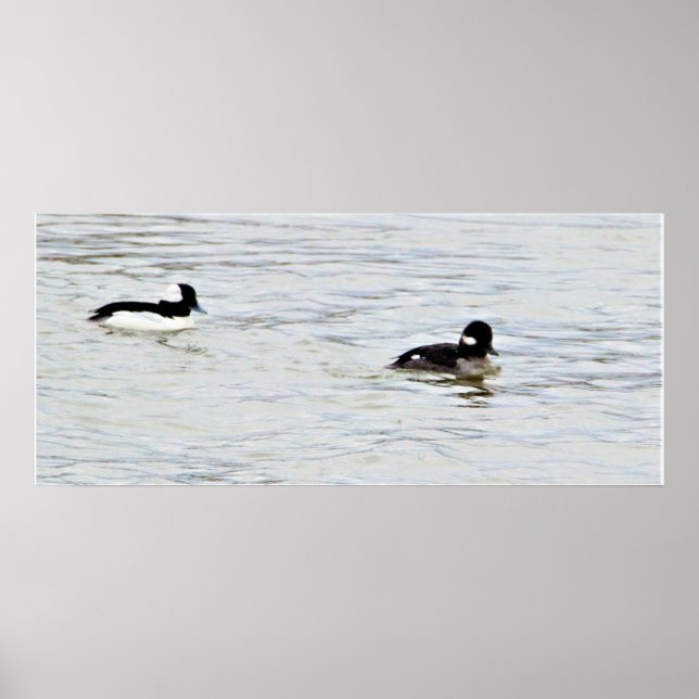 Poster de Foto de Patos Bufflehead (Frente)