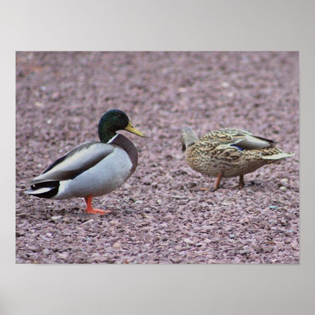 Poster de Foto de Patos de Mallard (Frente)