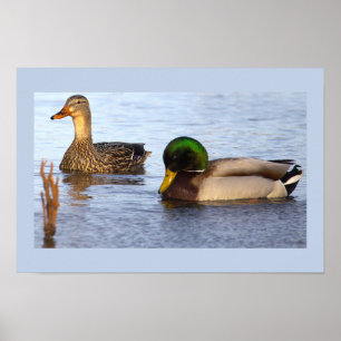 Poster de Foto de Patos-Reais