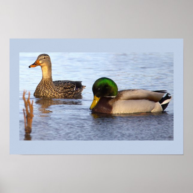 Poster de Foto de Patos-Reais (Frente)