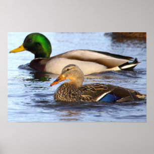 Poster de Foto de Patos-reais