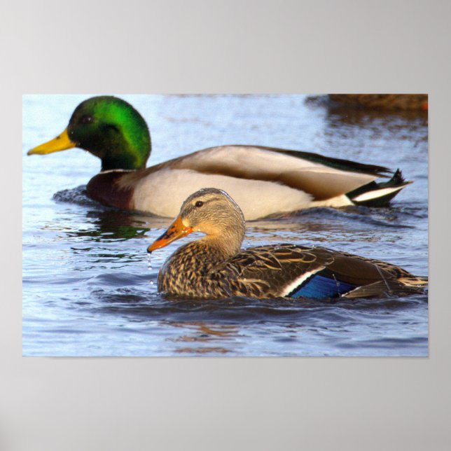 Poster de Foto de Patos-reais (Frente)