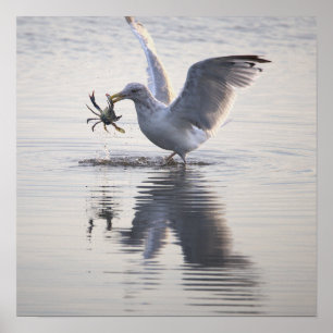Poster de Foto de Pesca de Caranguejo de Gaivota