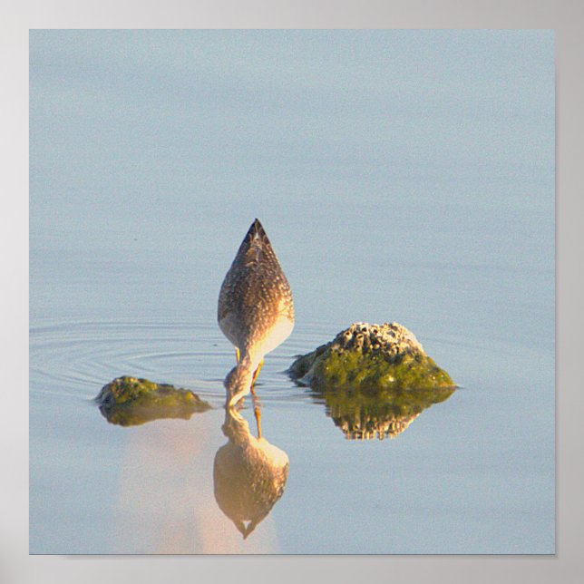 Poster de Foto de Reflexão de Aves Marinhas (Frente)