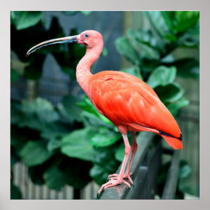 Poster de Foto de Scarlet Ibis Bird