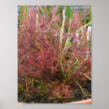 Poster de Foto de Sundew (Drosera) Assortada