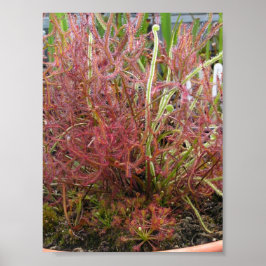 Poster de Foto de Sundew (Drosera) Assortada