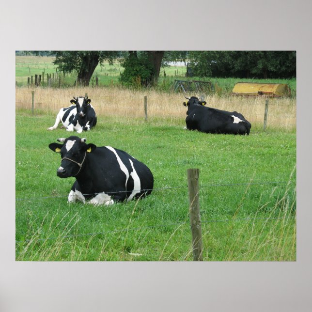 Poster de Foto de Três Vacas Sentadas (Frente)