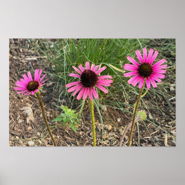 Poster de Foto do Coneflower Roxo (Frente)