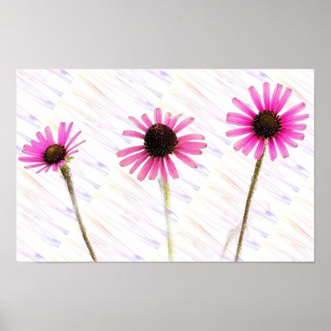 Poster de Foto do Coneflower Roxo (Frente)