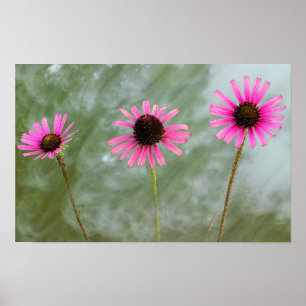 Poster de Foto do Coneflower Roxo