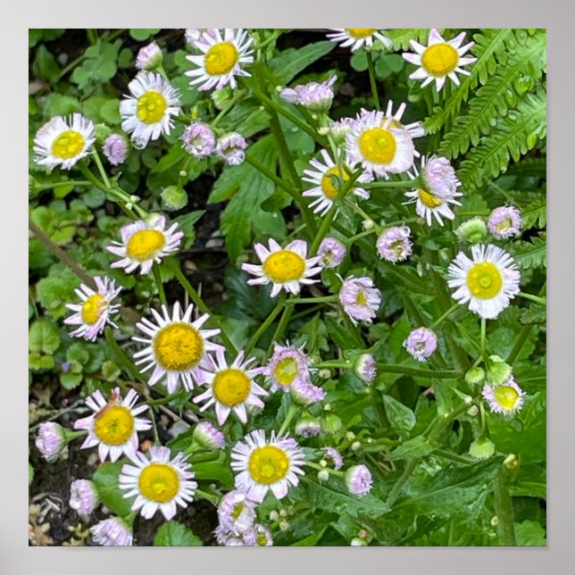 Poster de Foto do Daisies (Frente)