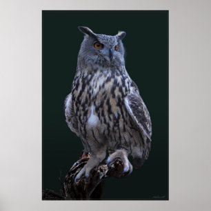 Poster de Foto do Eagle Owl -24x36 -menor disponív